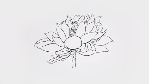 工笔白描,基础学习教程:荷花的画法「一」