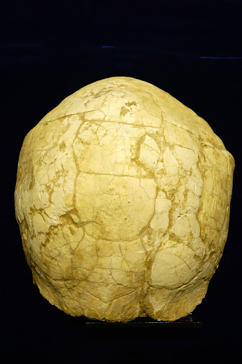 古生物年代：地球历史的划分与生命演化 - 探索地球演化与生物进化