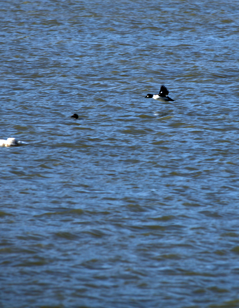 将以下文字变得通顺数字变成阿拉伯数字如果有冒号需要用英文冒号但是后来我才发现肖尔本人也在面对这个问题。我是怎么面对问题呢？我就是呃就是在村儿里有的时候瞎逛嘛那次可能吃饭然后手里拿一个手机然后正好那个面前有个车我就拍我们知道一般手机的那个尺寸啊我不知道别别的手机什么样。反正iphone是一般是四比三。iphone是四比三然后我又是个单单镜头的没有后来那么先进的好几个镜头那种iphone。然后它是那种