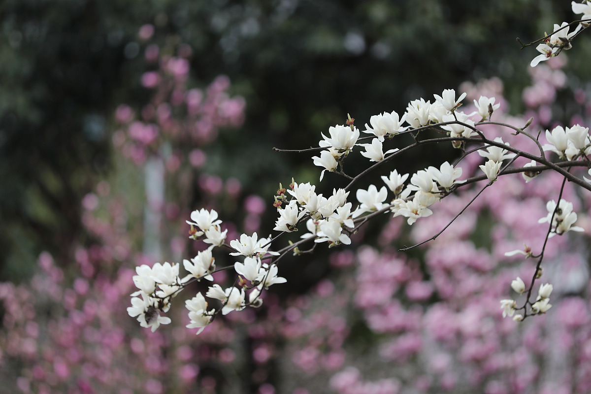 2020年重庆经贸职业学院财务管理专业