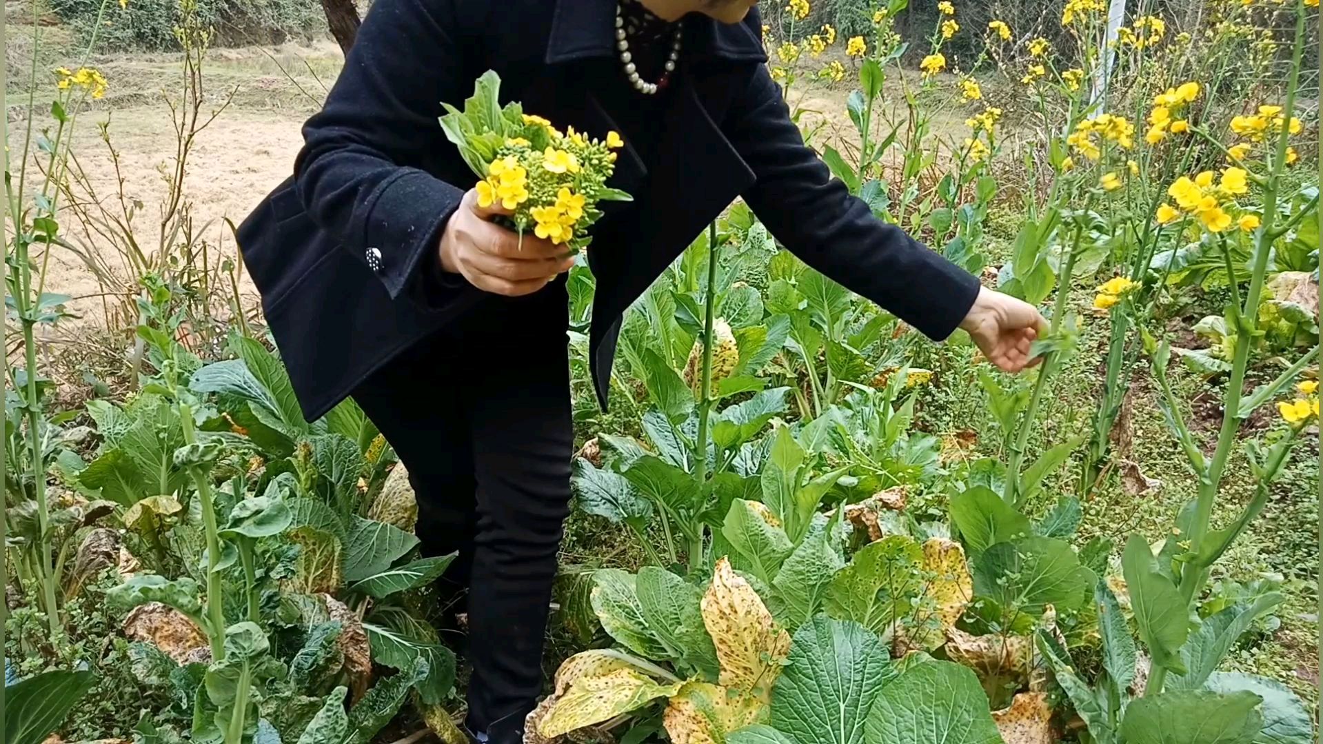 阳春三月正是吃花的季节,摘一把油菜花回家做美食,你吃过吗?