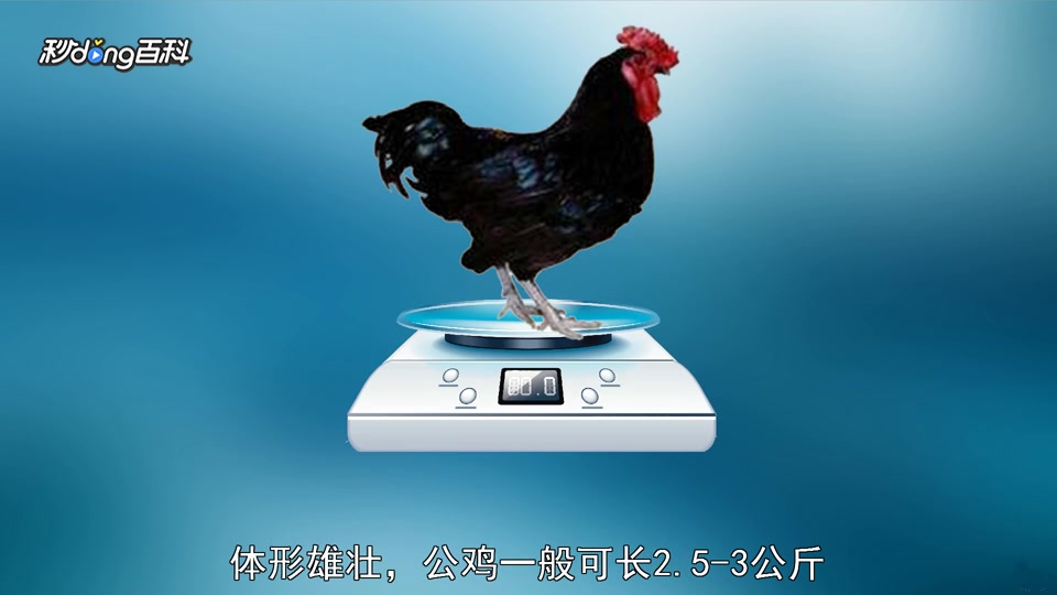 原来巴山黑鸡长这样