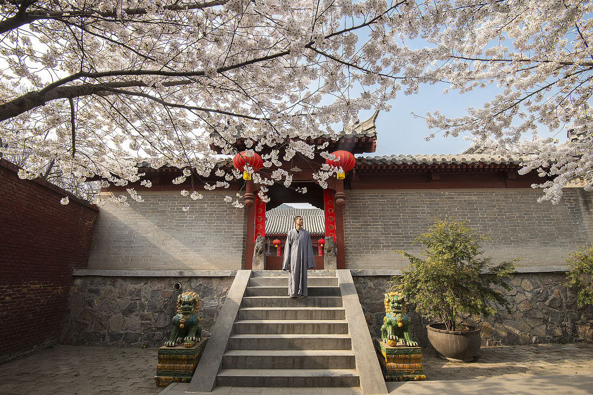 2019年3月28日下午,河南登封嵩山少林寺院内,几株樱花相继开放,煞是好