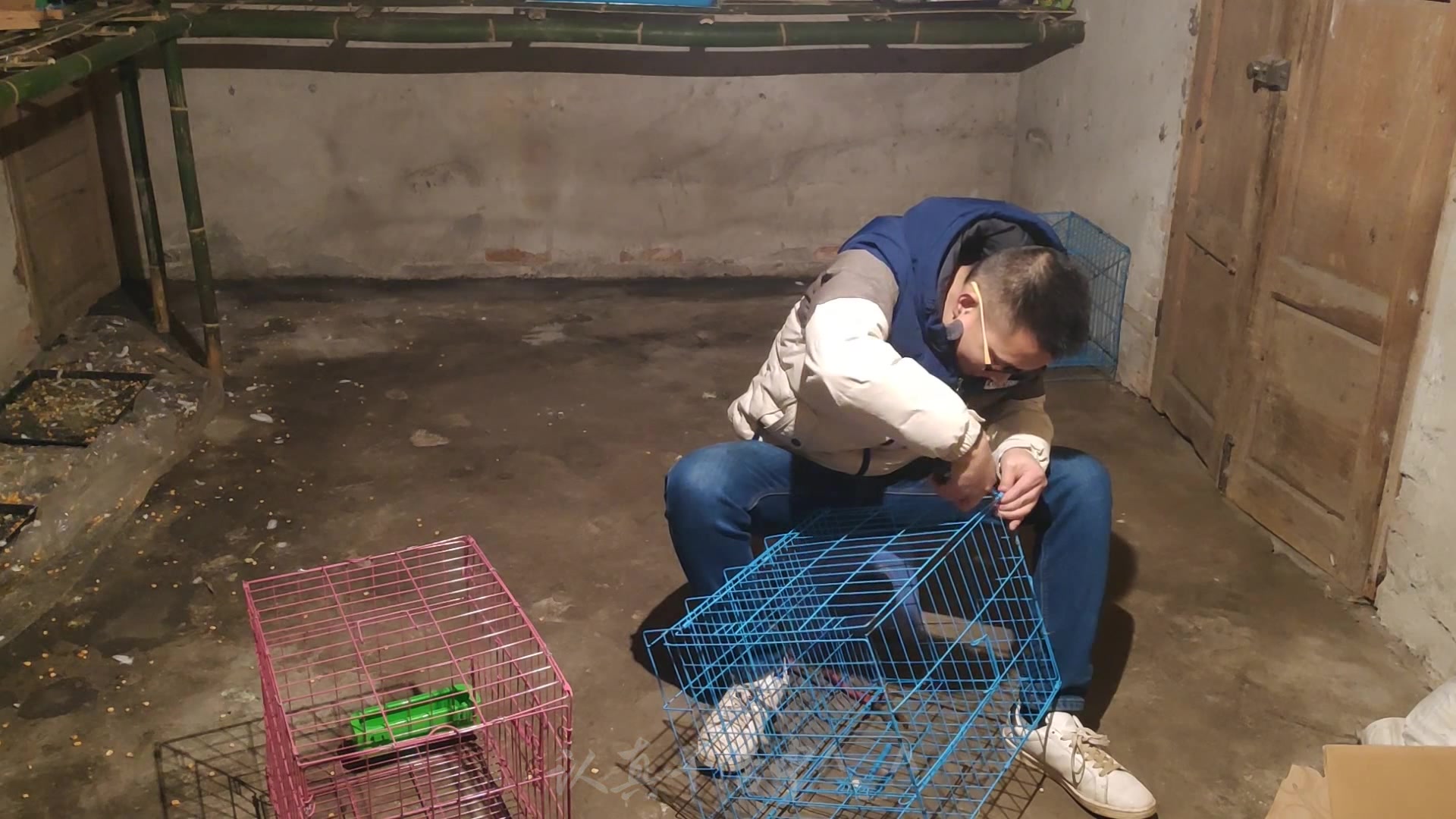 农村小哥创业养鸽子,第八集:小哥听取网友意见鸽笼秒变大一倍!