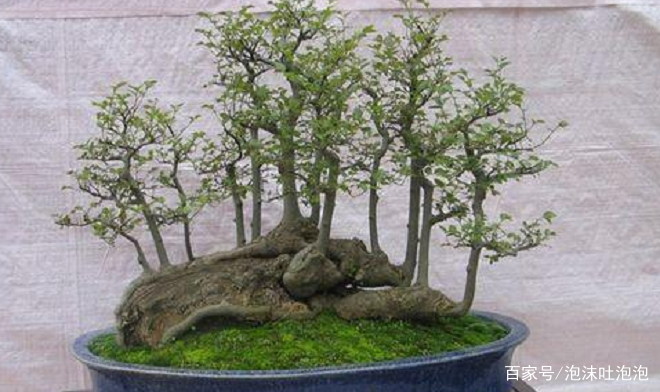 天气越来越冷 盆栽小榕树什么时候入室比较好