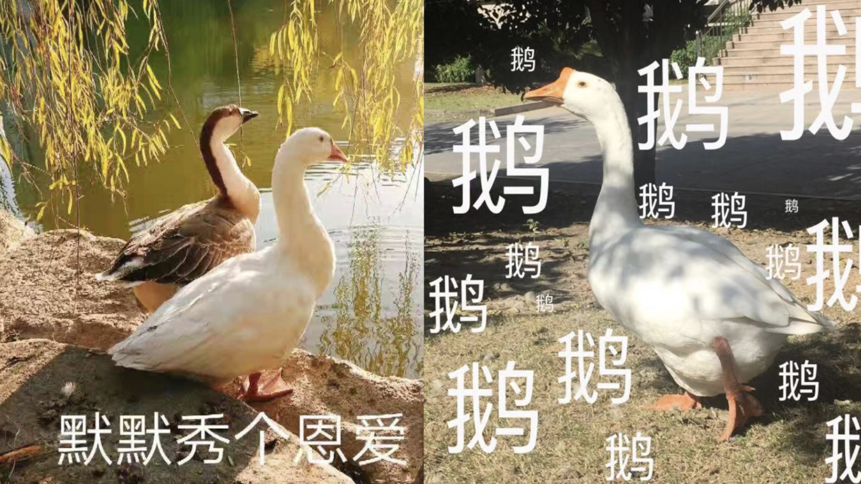 这大学校霸是一群鹅!靠表情包实力圈粉,追赶欺凌学生是常事