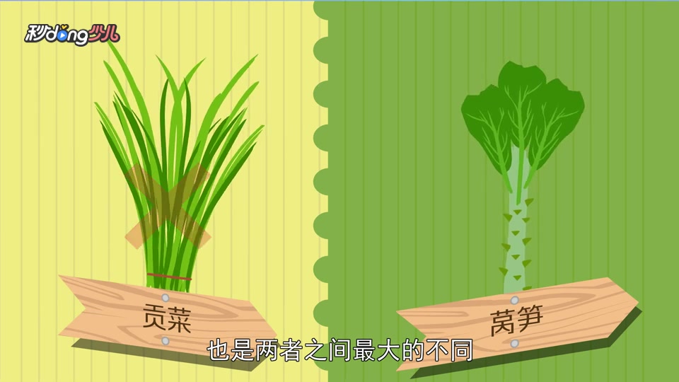「秒懂少儿」贡菜和莴笋的区别