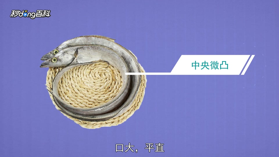 原来带鱼长这样