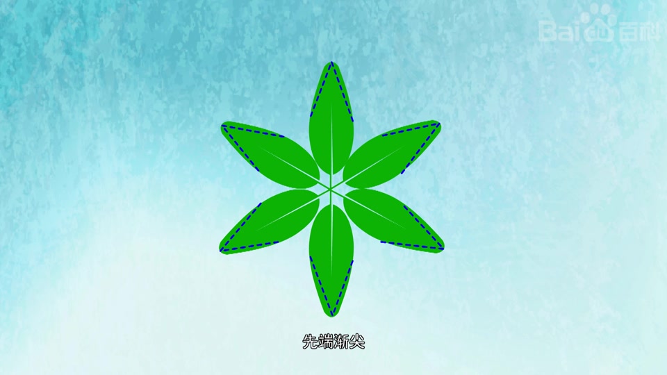 白花鹅掌柴