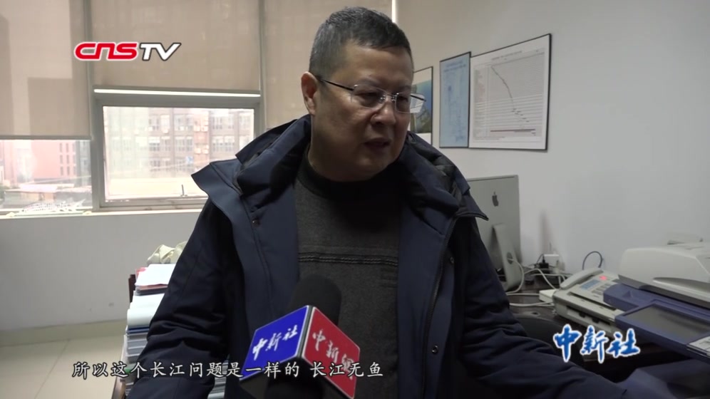 中国长江特有珍稀物种长江白鲟宣布灭绝 曾是“中国淡水鱼之王”