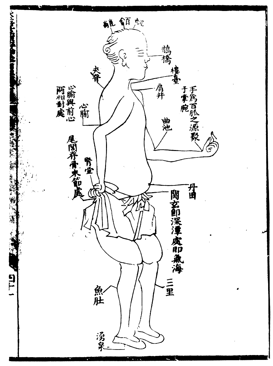 中医的穴道列表