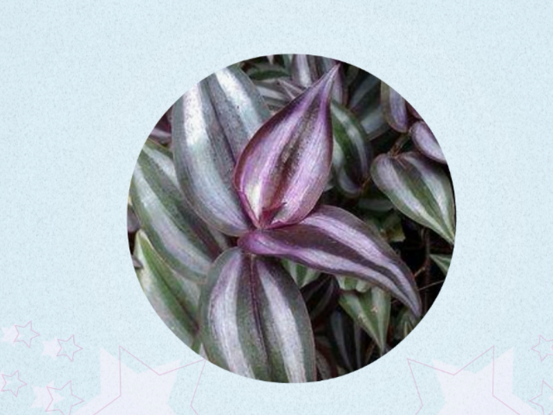 原来这就是紫背鸭跖草