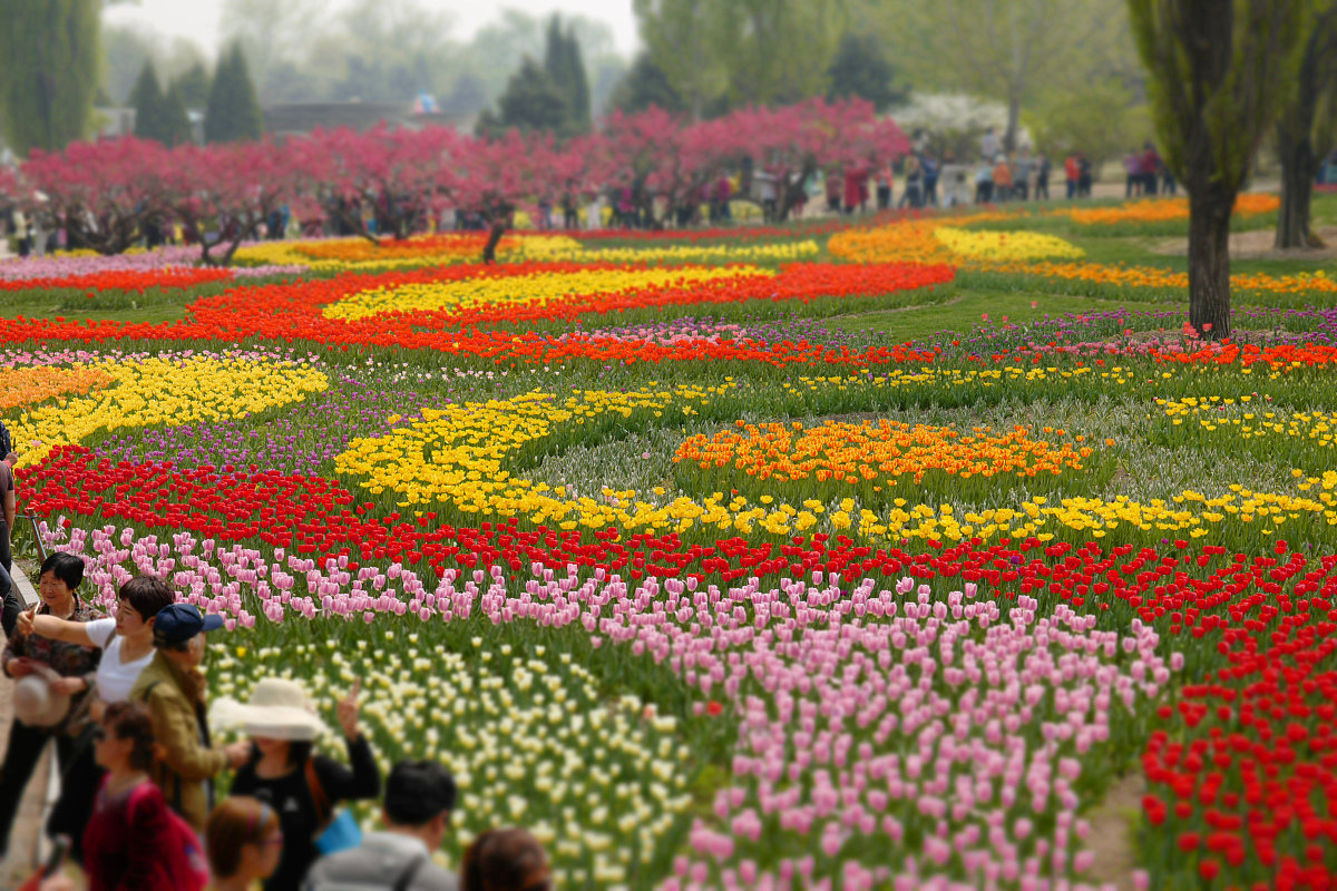 呼和浩特及周边地区植物资源调查指南
