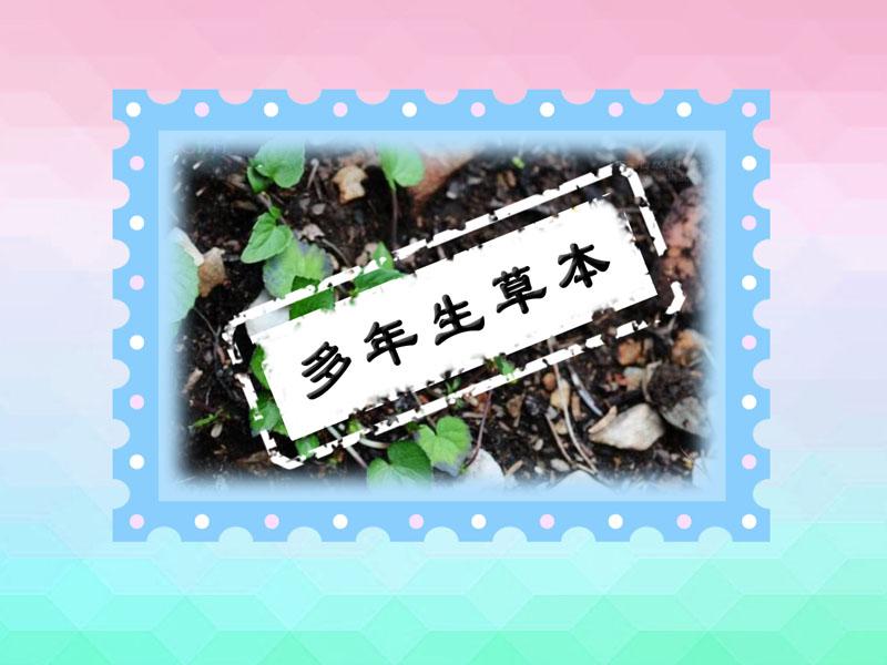 原来尖叶堇菜长这样