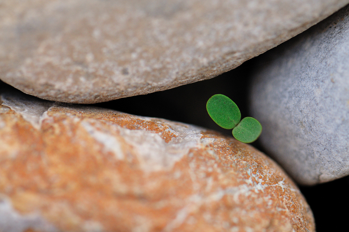 做一个去从成都到拉萨再到青海湖的自驾游25天自驾游攻略。推荐每天住宿的酒店名称标注住宿地方的海拔高度每天价格300以内要求评分48分以上。推荐每天吃饭的地方要有具体的名称菜名住宿的地方要注意海拔高度住宿的地方海拔要逐步上升每天自驾的时间最好不超过4个小时标注出每天自驾的公里数以及途径的最高海拔高度。推荐出沿途值得玩得景点并且介绍其特色怎么游玩合适。