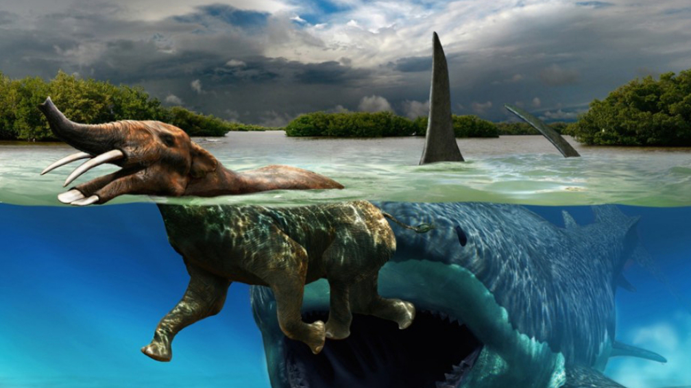 恐龙存在1亿多年就消失了,为什么鲨鱼却能存在5亿多年?