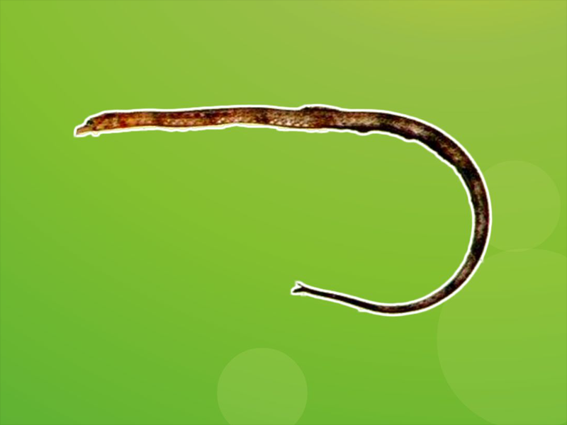 原来长鼻粗吻海龙长这样