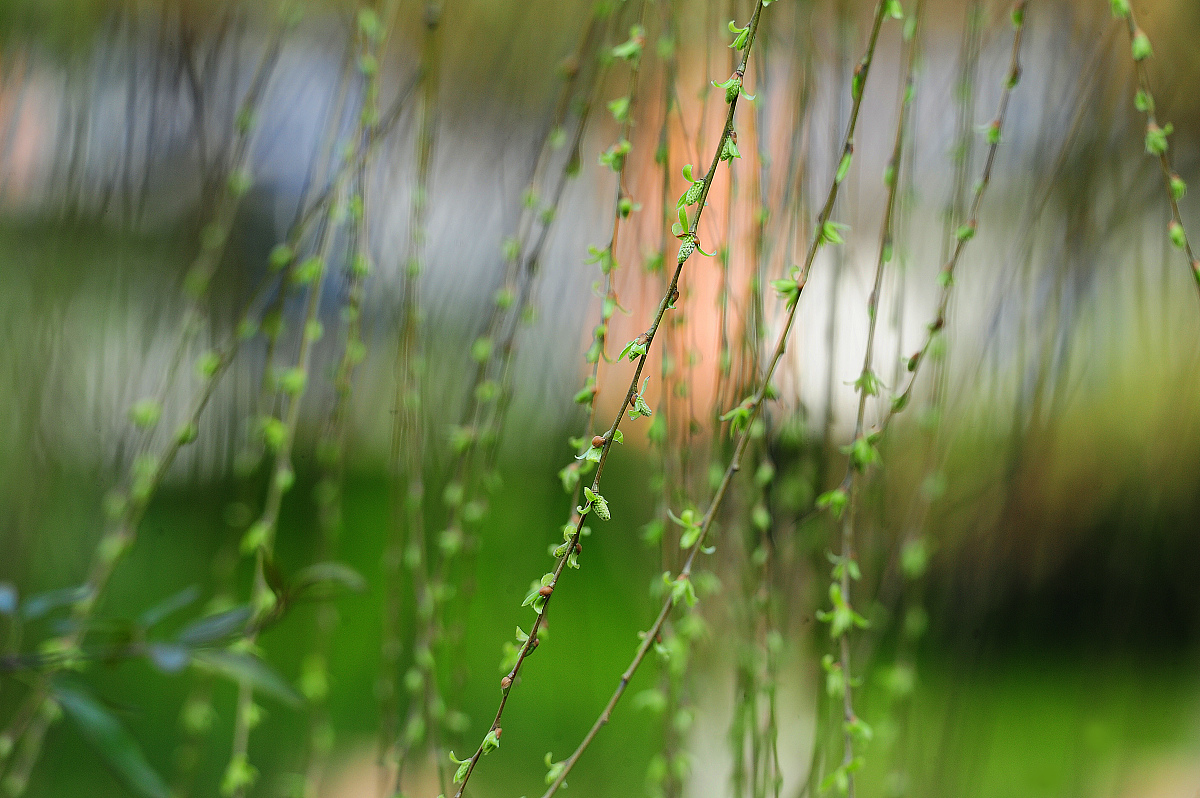 春天柳树枝上长满了嫩绿的新芽改拟人句