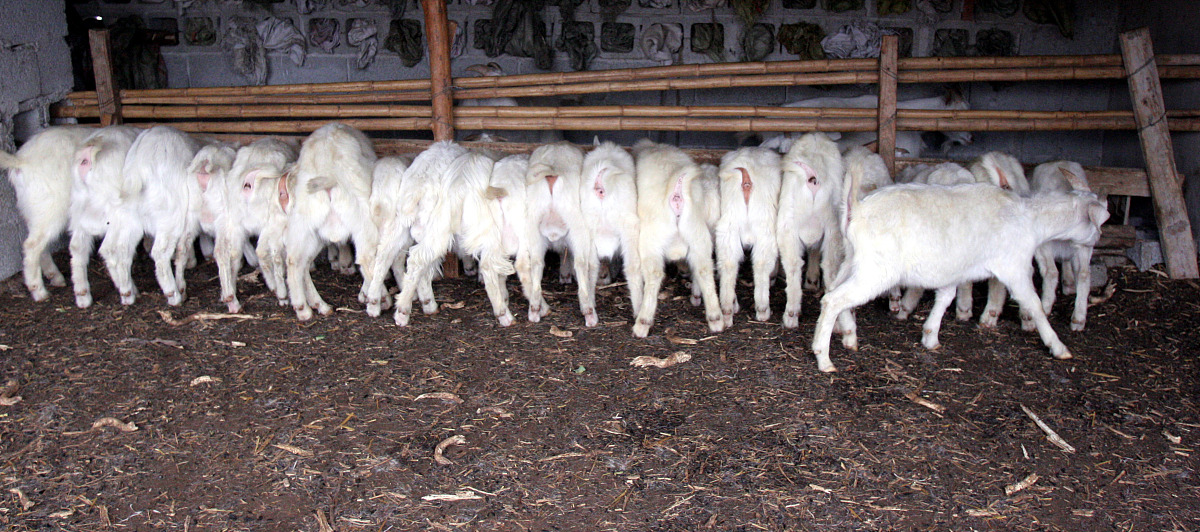 云南曲靖畜牧养殖学校五年制专业：深入学习，实践为王