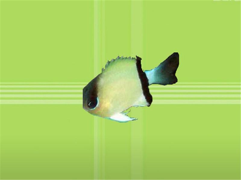 原来黄斑光鳃鱼长这样