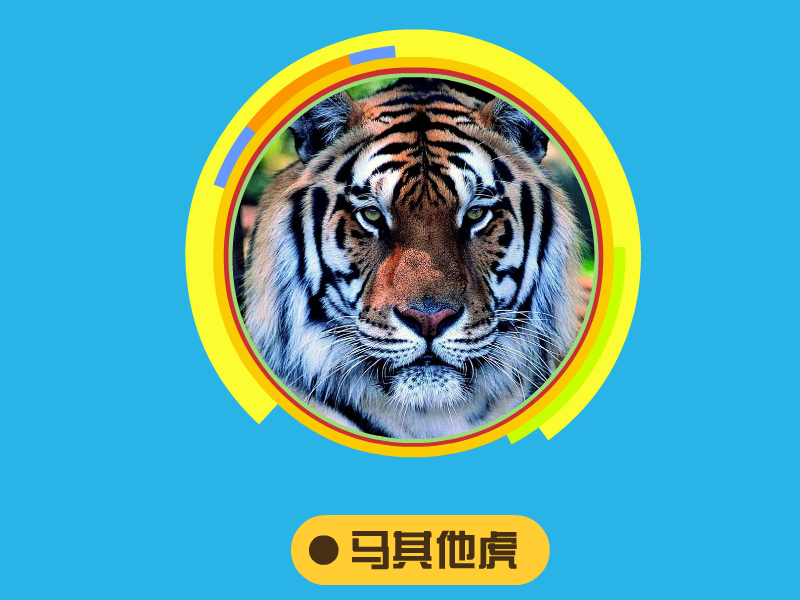 蓝虎:即黑虎,又称黑蓝虎