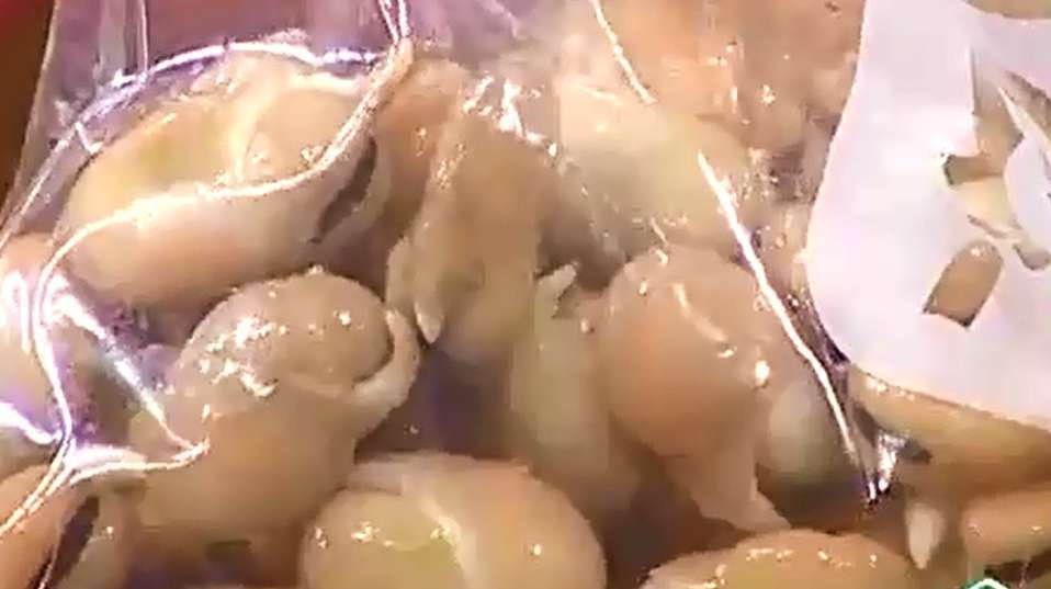 蚕豆要想发芽吃,专家教您小窍门在家轻松蚕豆发芽
