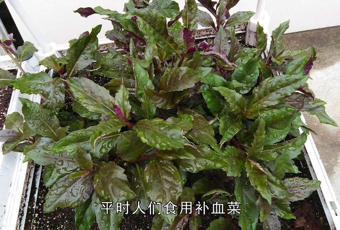 农村人最喜欢吃这东西,他们把它当做“补血菜”,有钱都买不到
