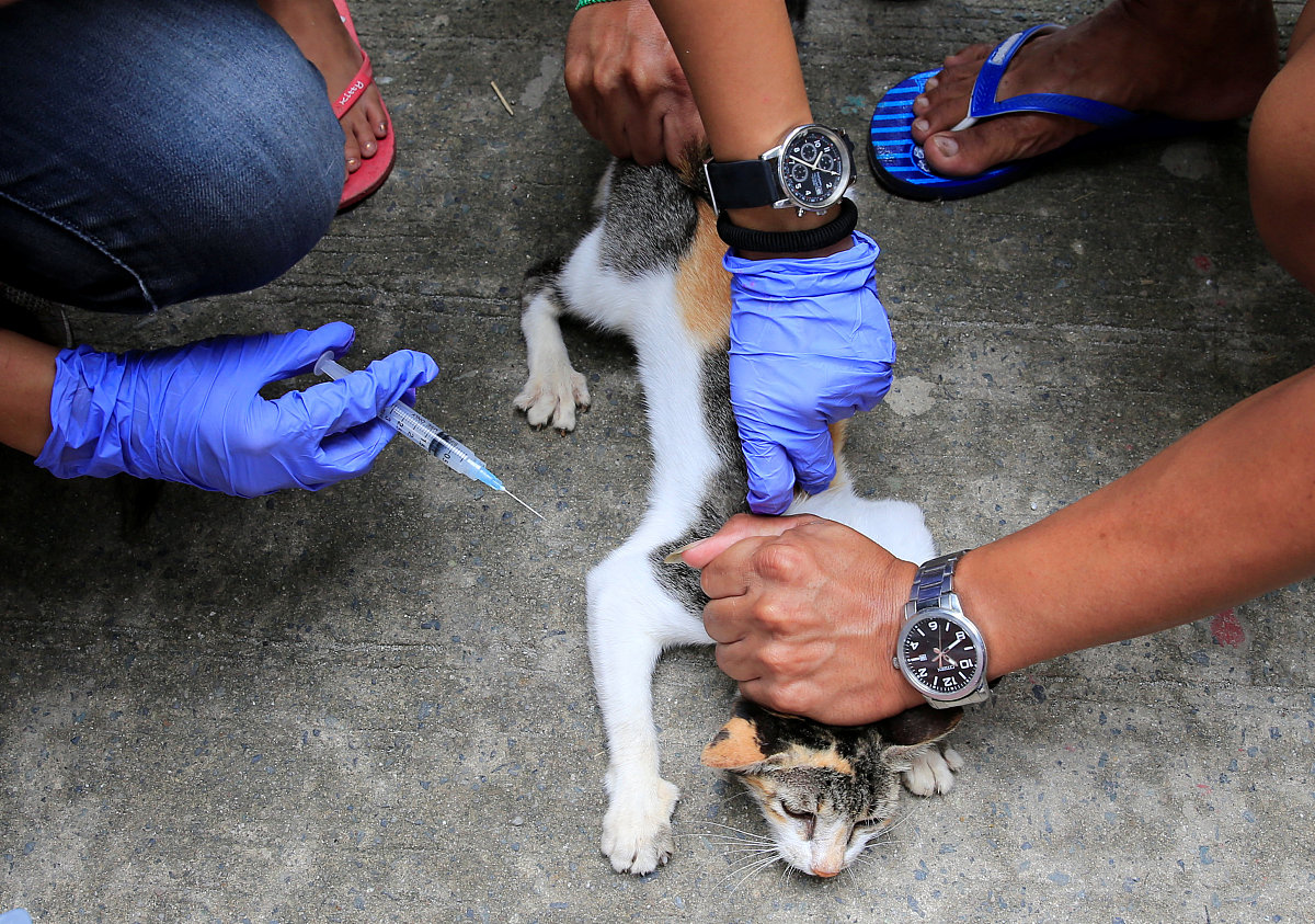 流浪猫狗携带狂犬病毒概率高吗？该如何预防？