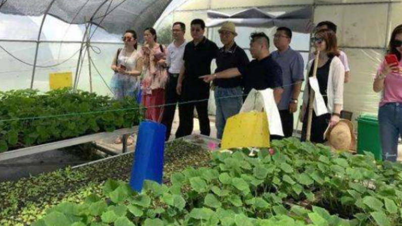 农村老人说:鸡毛菜,一年四季都能种植,吃了还能抗癌细胞!