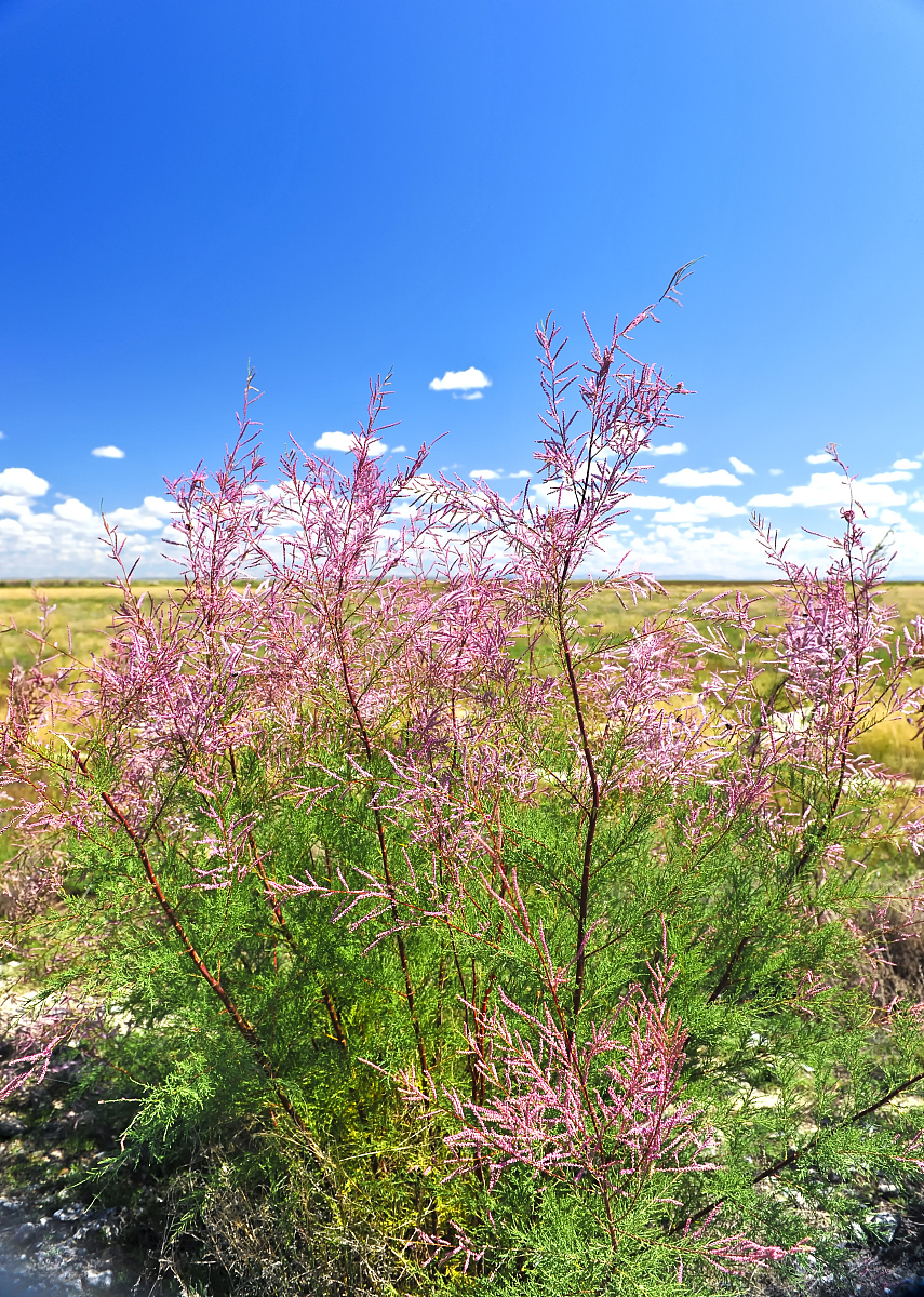 地点乌雷小学及北部湾大学河道调查方式为采样的渔业资源调查实践报告