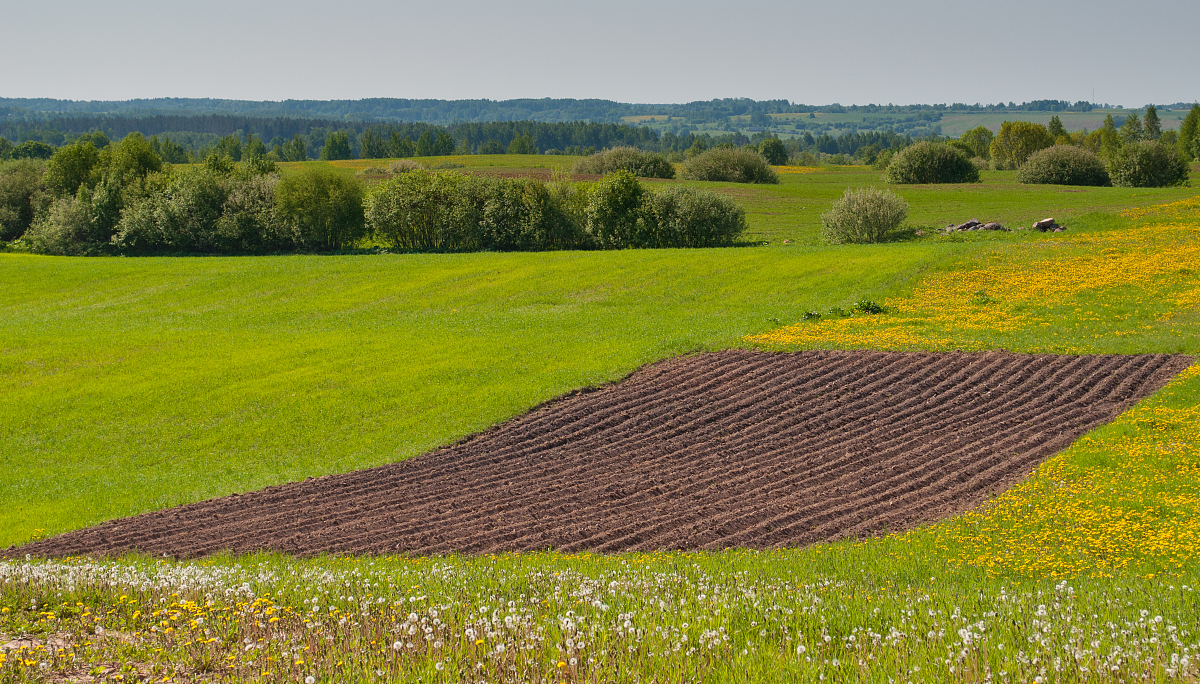 Integrated Crop-Soil System Management Maximizes Yield Potential in Field Crops