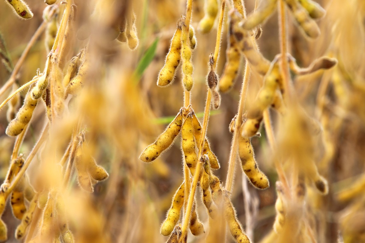 Compute grain yields as grain output in MT divided by grain area in HA;中的MT是什么意思