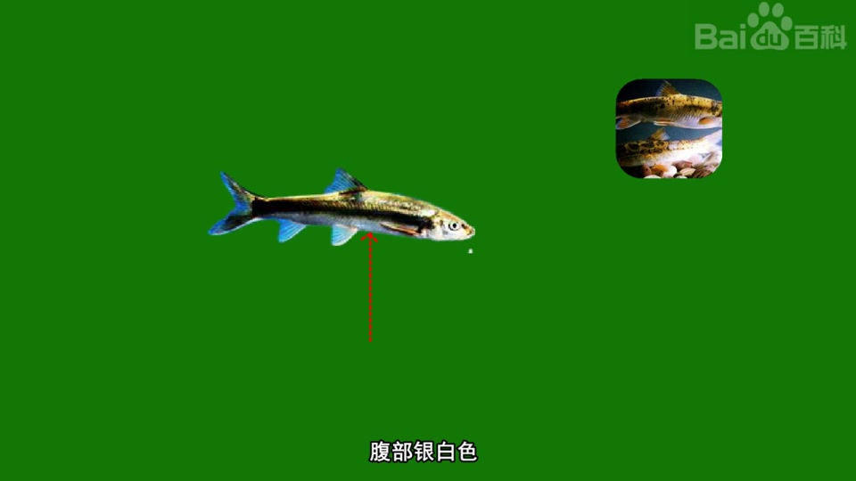云南裂腹鱼