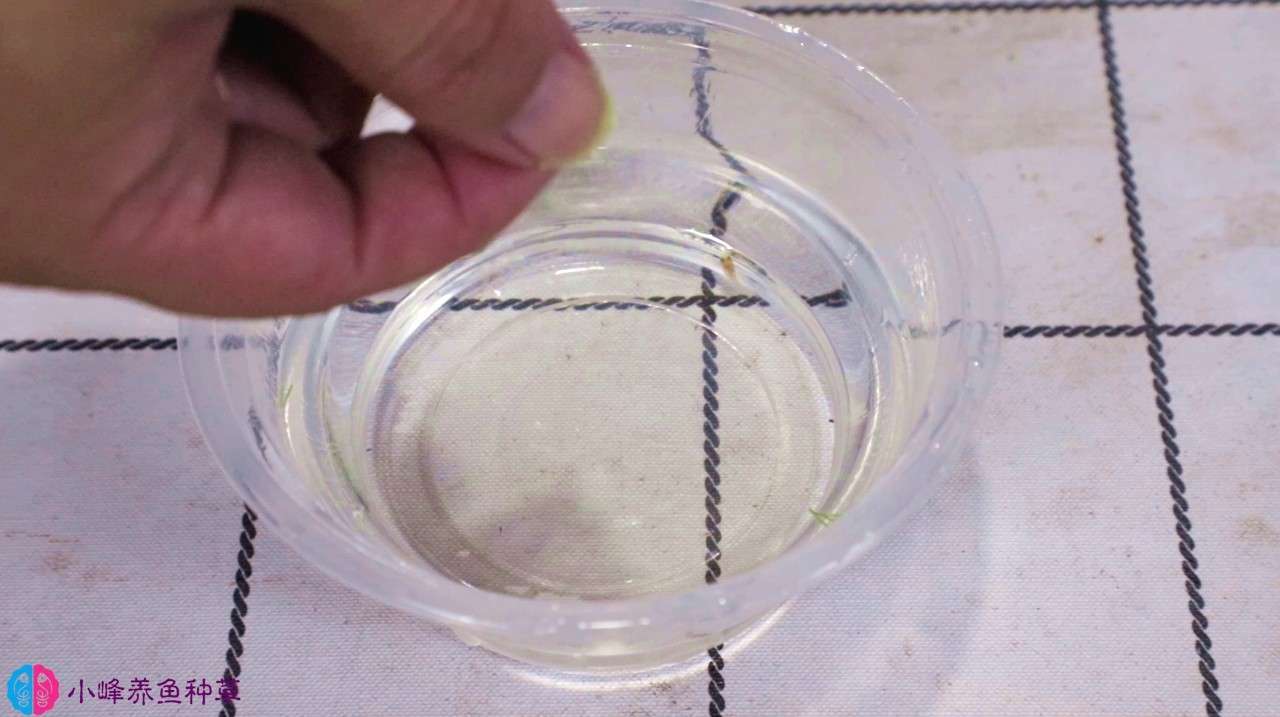 出生2天的小鱼,没有丰年虾,只能用“它”来喂食了