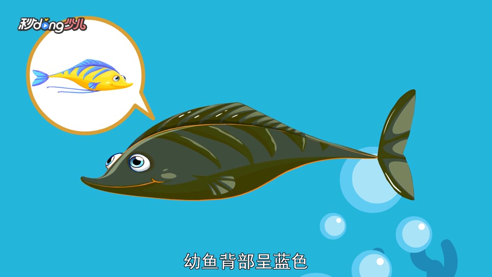 鳇鱼与俄罗斯鲟鱼的区别