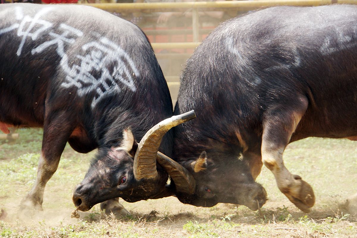 广西武鸣中专学校：新能源汽车维护与销售专业怎么样？