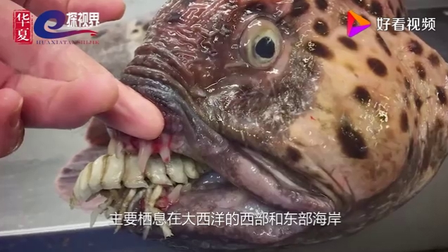 世界上4种最奇怪的动物!怪鱼竟然长着和人一样牙齿!了解一下