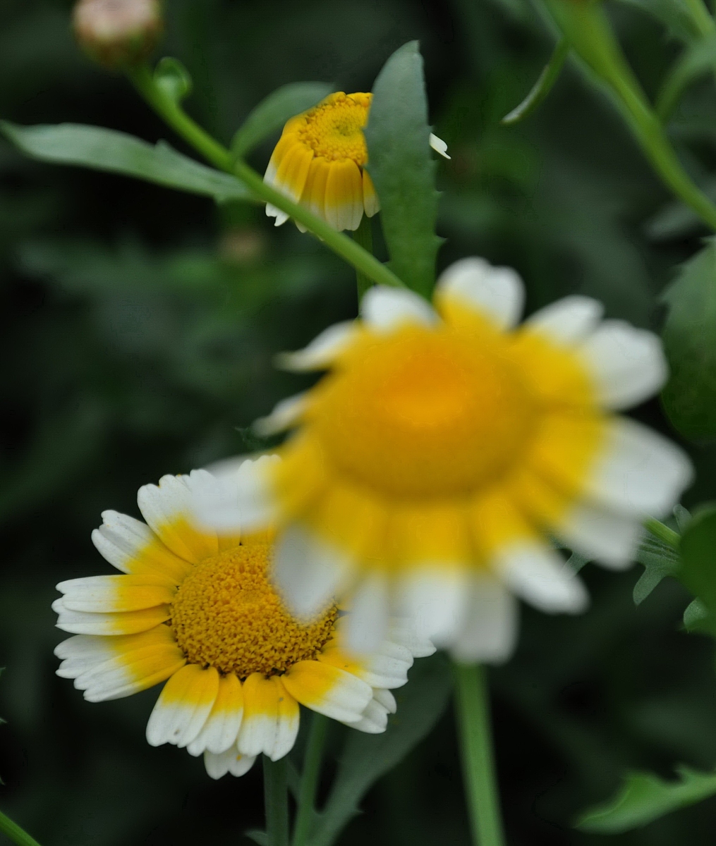 ***_***2010年3月27日,江西遂川,美丽的<strong>茼</strong>稾花.