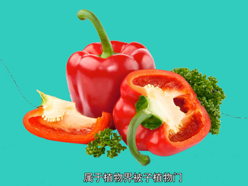 红椒:红椒是菜椒的培育变种,属于茄科