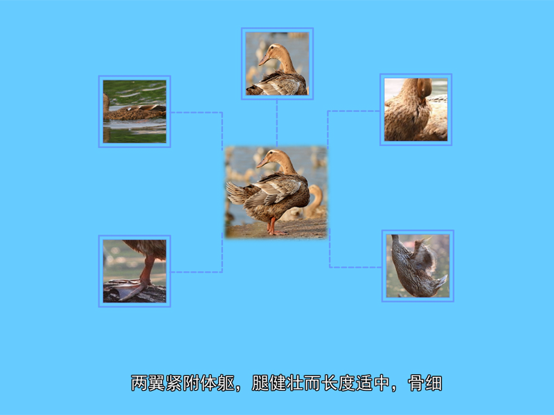 康贝尔鸭:世界著名的蛋鸭品种