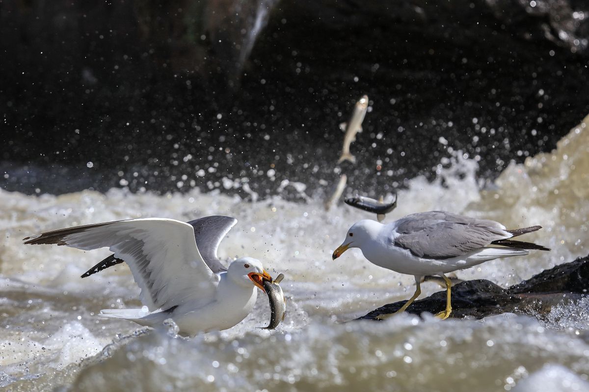 疯狂动物城筑梦手游更新：全新角色、地图、活动等你体验！