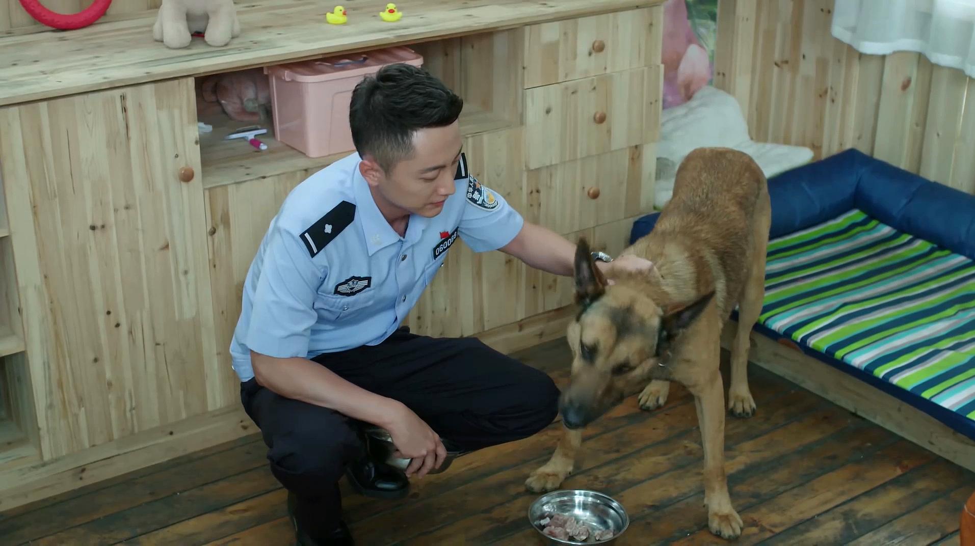 [图]警犬来了:轮胎失窃案件终于告破,华哨立下大功,太厉害了!