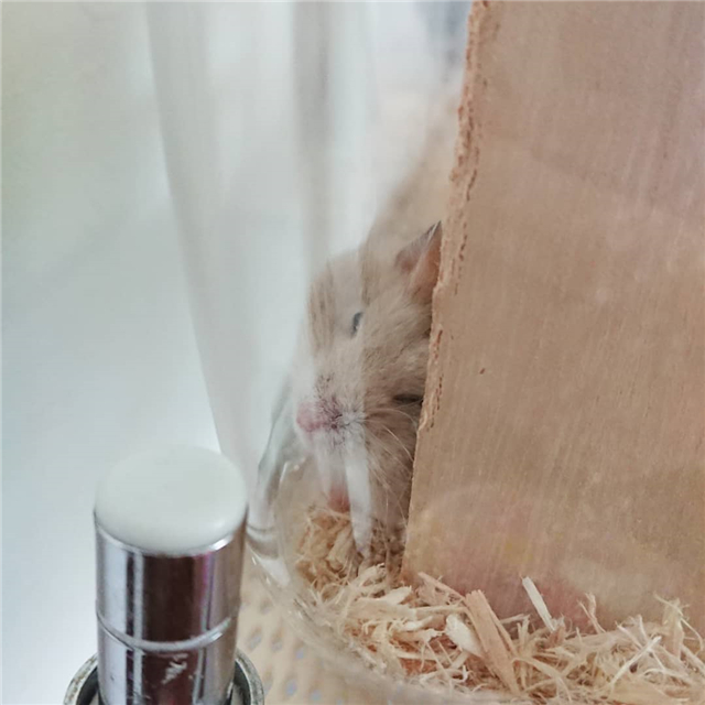 仓鼠总是躲着主人？为亲近鼠鼠实现躺手，这些经验少不了！