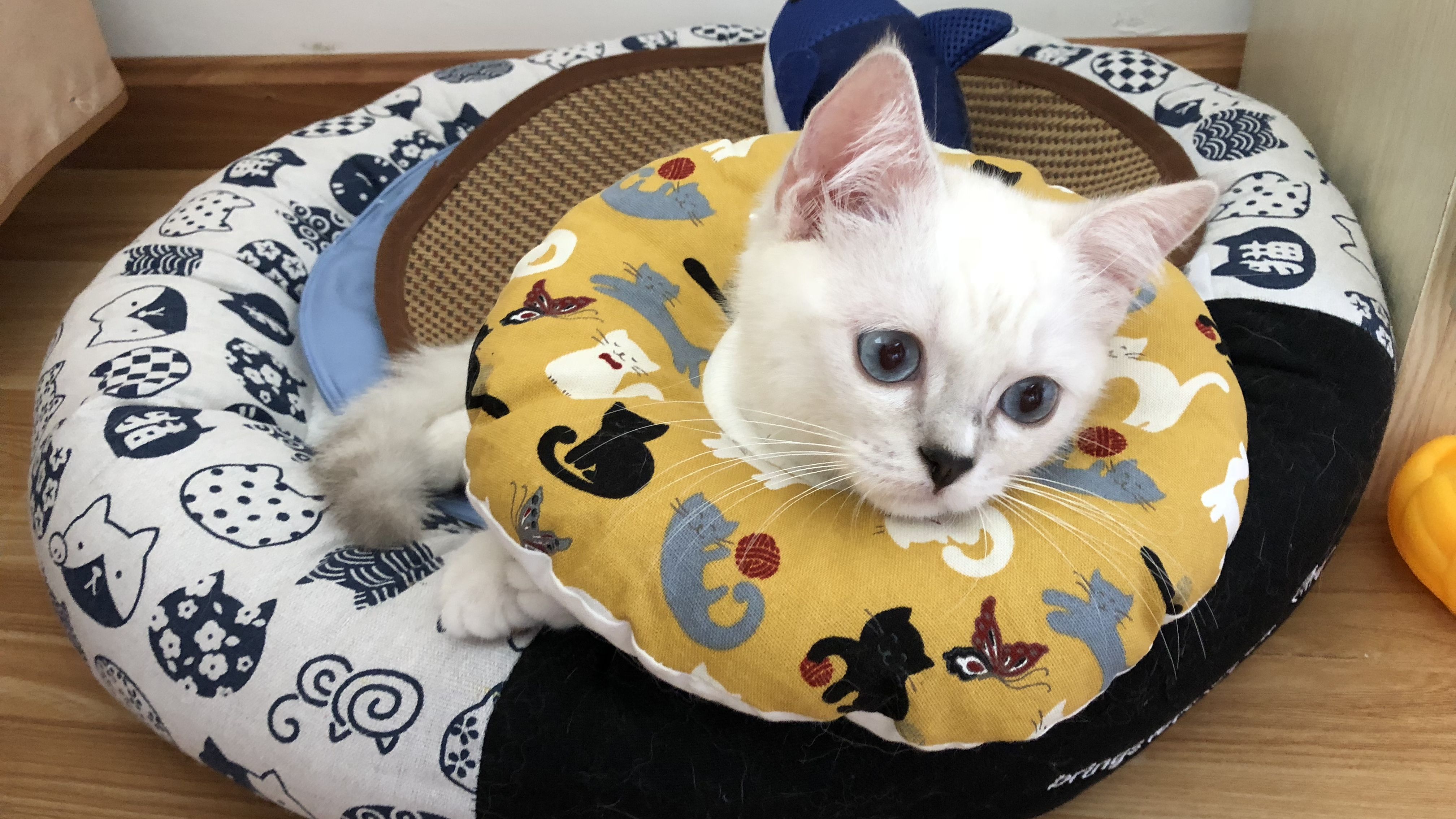 小奶猫头戴甜甜圈呆萌可爱,仔细一看原来是这个东东