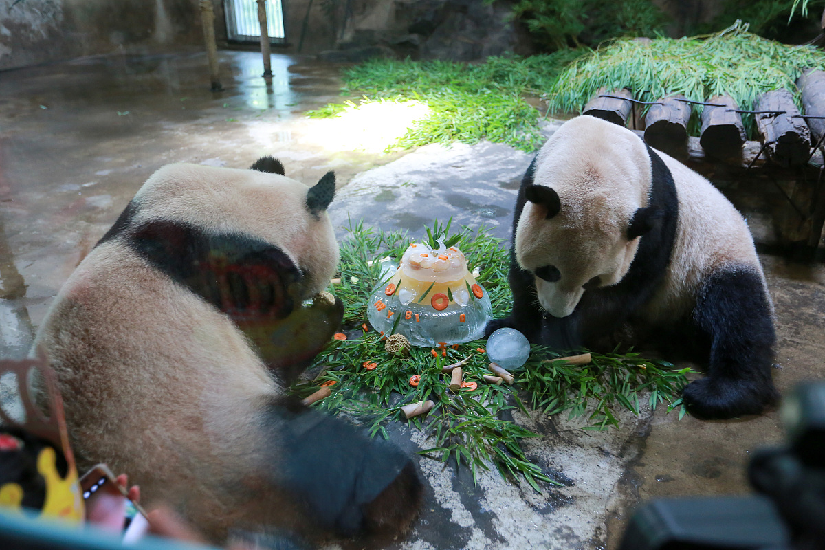 杭州动物园这只熊火了