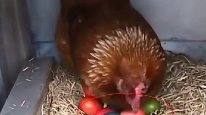 男子养的鸡下的蛋,竟然是五颜六色的,原因让人哭笑不得