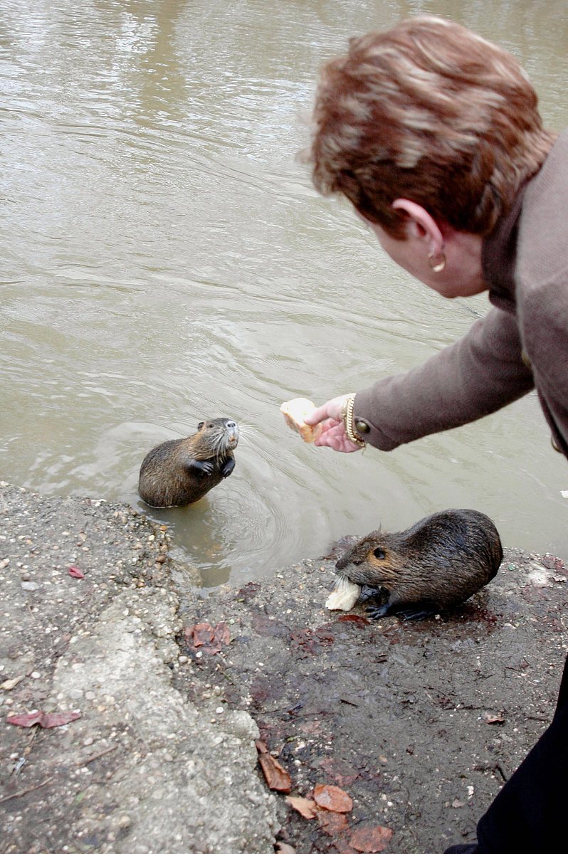 二鼠夺穴猜字谜用250字帮我详细描述