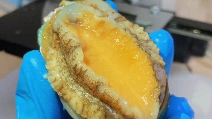 将鲍鱼放大500倍,看看会是什么样子呢?