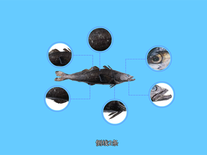 南极鳕鱼:亦称“犬牙鱼”、“美露鳕”、“南极鳕鱼”