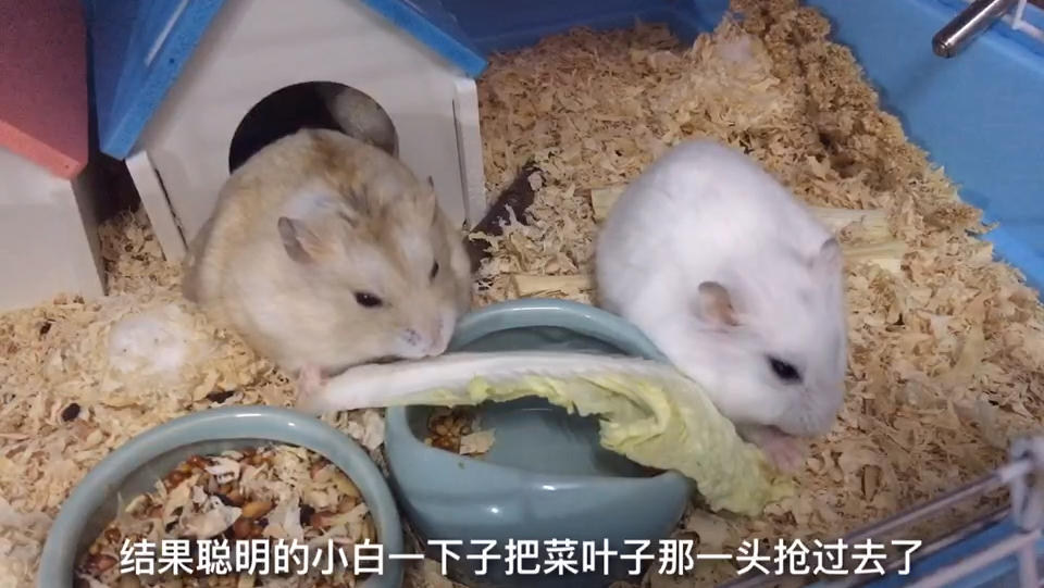 两只小仓鼠吃大白菜,母仓鼠抢了绿叶子吃,公仓鼠只能吃菜帮子